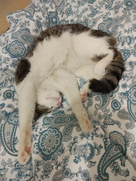 三中東區啦啦寶都股份有限公司(南館)