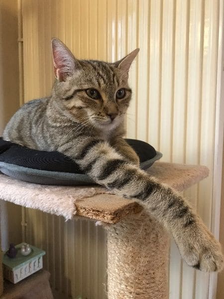 中圓寵物股份有限公司中壢分公司