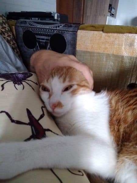 久命乖貓企業社