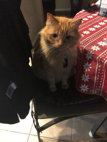 佳晟寵物美容旅館