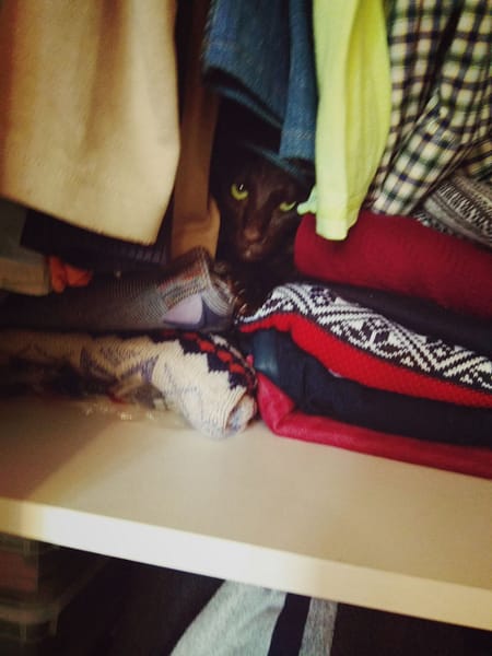 優犬法國鬥牛犬犬舍