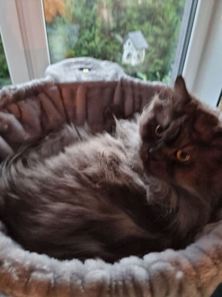 唯依寵物美學企業社