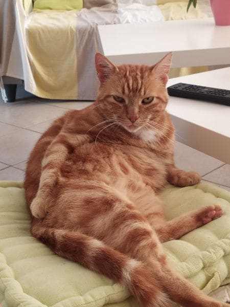 喬樂彼犬貓沙龍坊