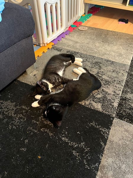 大魚寵物有限公司十甲分公司