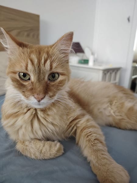 好心晴貓狗美容工坊