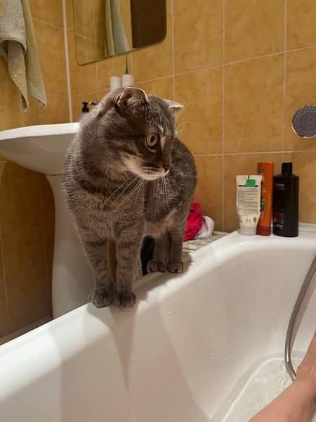 好運狗寵物美容坊