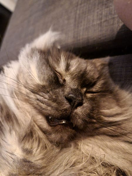 宬銘屋寵物生活館(毛毛窩寵物精品旅館)