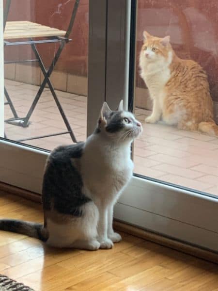 小寶貝寵物水族百貨店