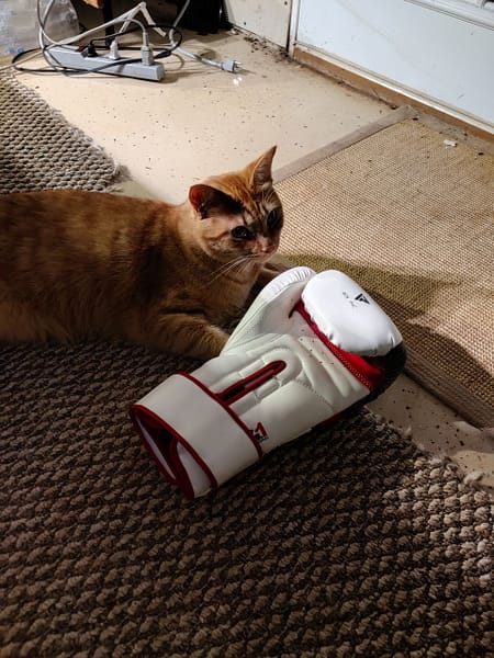 小捲毛寵物美容店