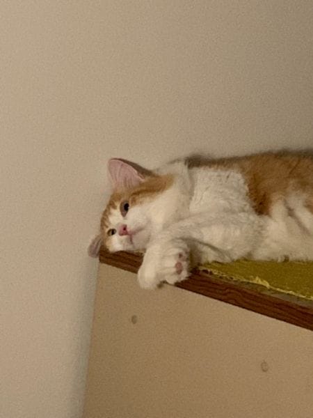 就是愛寵物精品旅館