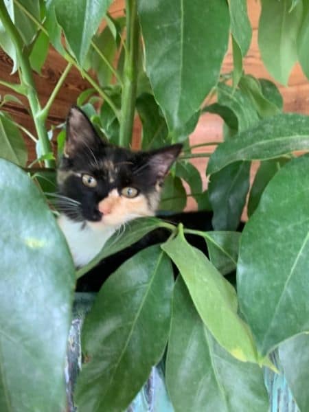 帕彼愛逗寵物精品時尚館