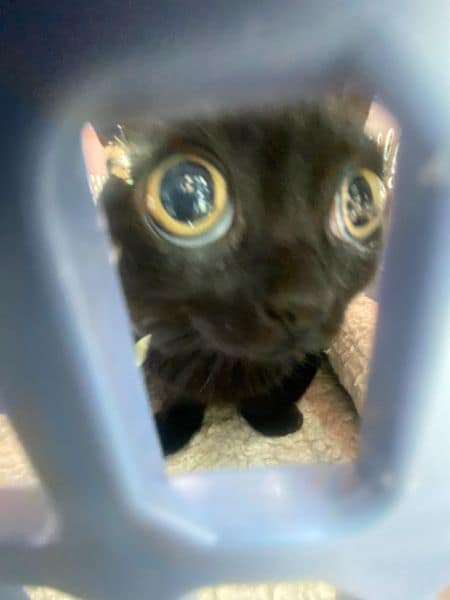 幸福毛球有限公司