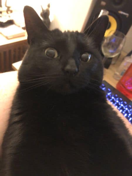 扛拜牛族英國鬥牛專門犬舍