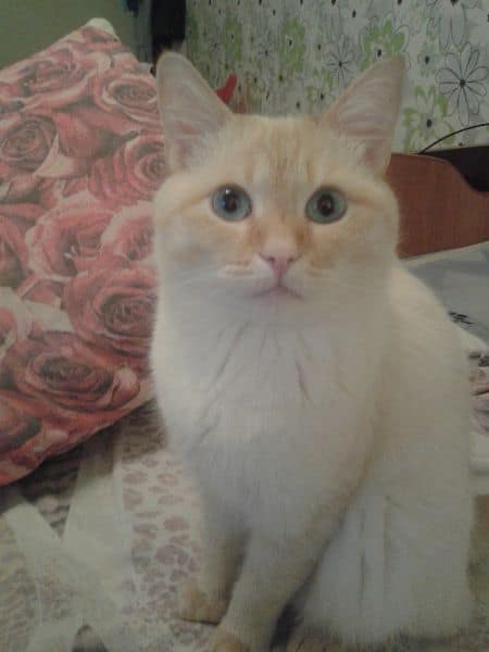 拾參號星球寵物美容坊