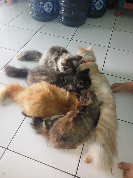 揪甘心寵物美容旅館