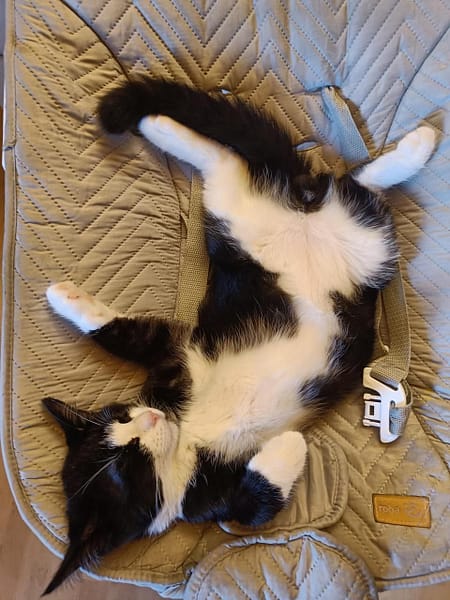 明亮哈士奇犬舍