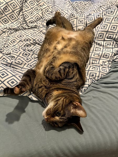 星球寵物動物樂活館