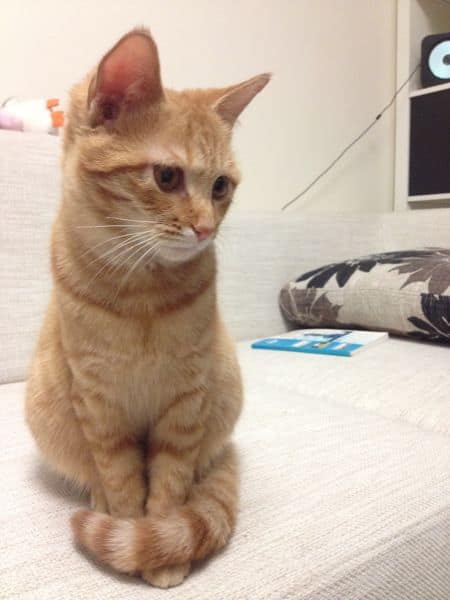 東森寵物雲股份有限公司內埔學人分公司