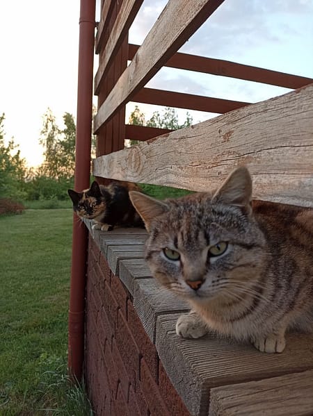 東森寵物雲股份有限公司宜蘭羅東分公司