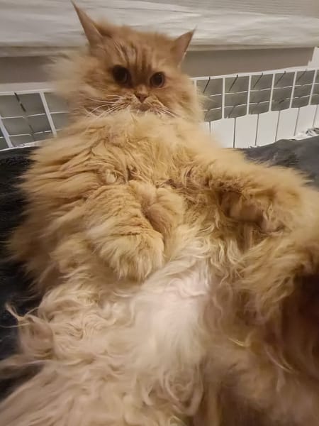 東森寵物雲股份有限公司東港中正分公司