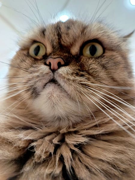 東森寵物雲股份有限公司自由營業所