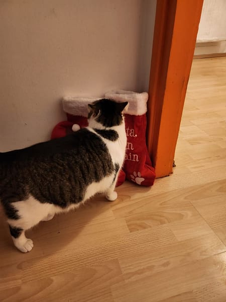 東森寵物雲股份有限公司花蓮自強分公司