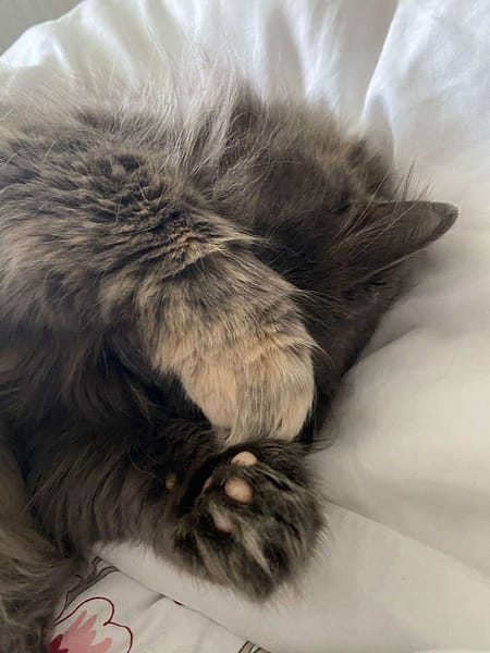 東森寵物雲股份有限公司苗栗縣府分公司