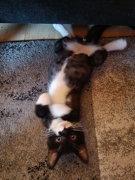 東森寵物雲股份有限公司蘆竹大新分公司