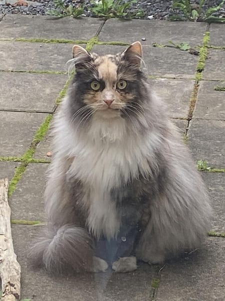 東森寵物雲股份有限公司蘇澳中山分公司