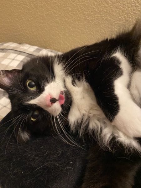 東森寵物雲股份有限公司西屯青海分公司