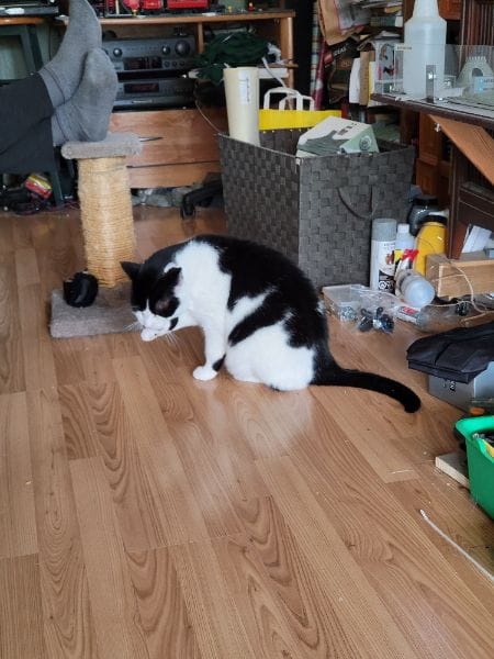 東森寵物雲股份有限公司頭份分公司