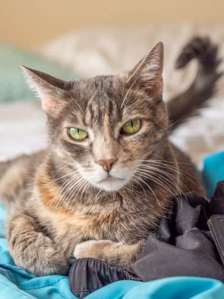 樂得寵物生活館（貓）