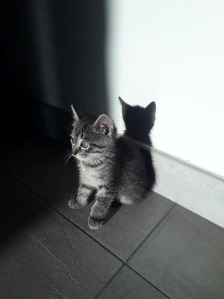 樓上遇見貓商行