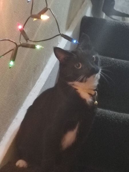 毛毛腿寵物沙龍旅宿