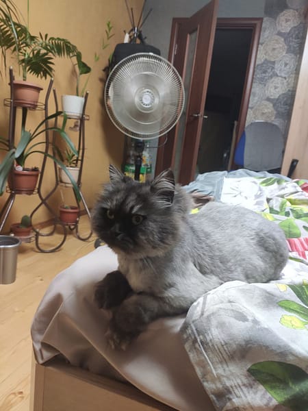 沐絲寵物美容坊