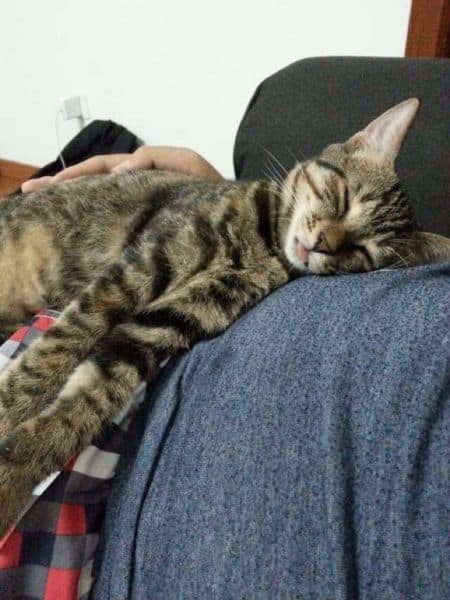 泡泡派對寵物店