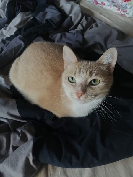 洗洗睡寵物美容