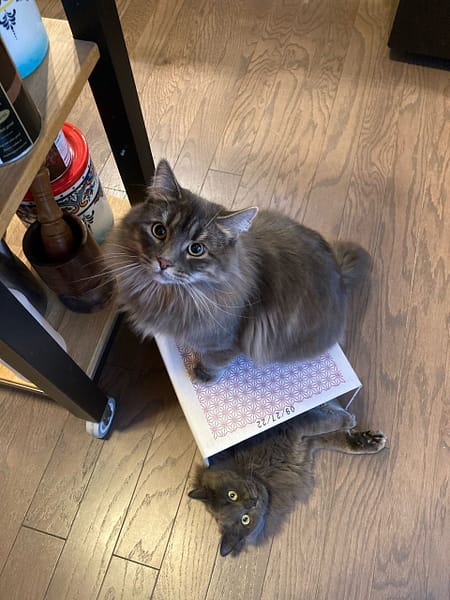 溫晨發寵物生活館自強店