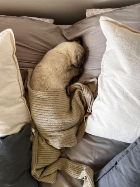 熊大心寵物精品旅館