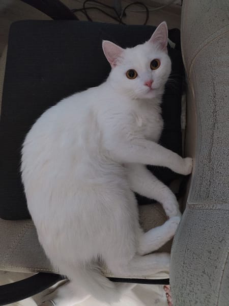 狗勾比寵物美容住宿館