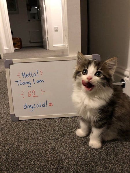 狗狗水世界有限公司