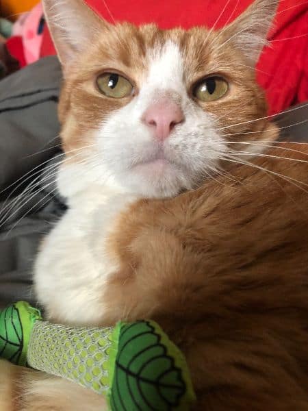 狗腳印寵物工作室