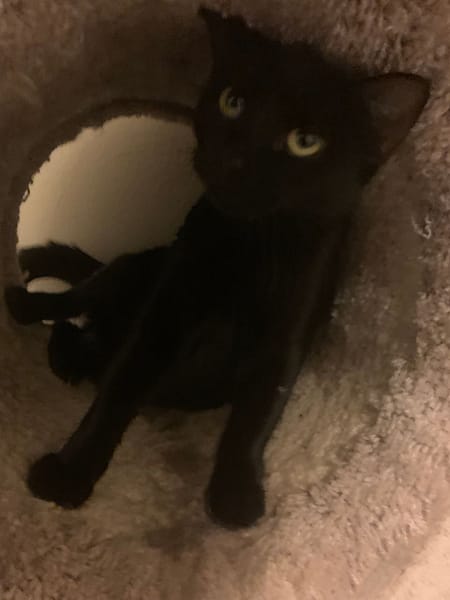 狗自在家庭式寄養