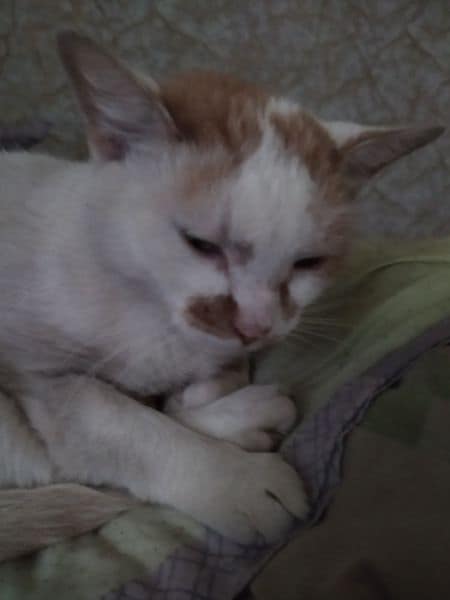 珼比寵物美容沙龍