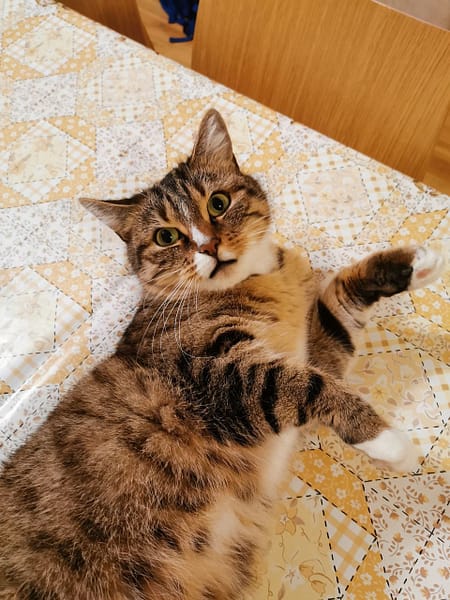 瑞扶祥有限公司