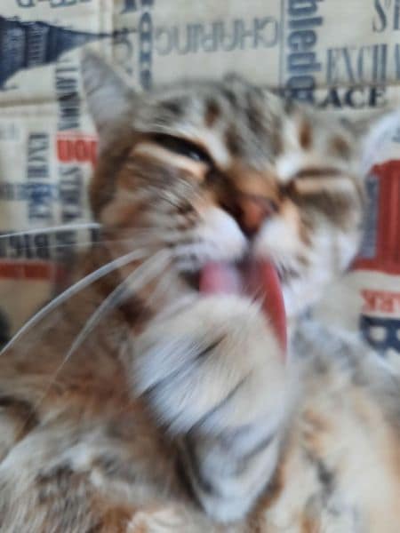 疾瑟司惡霸犬舍