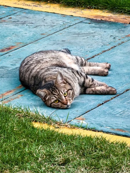 皮老闆寵物旅館