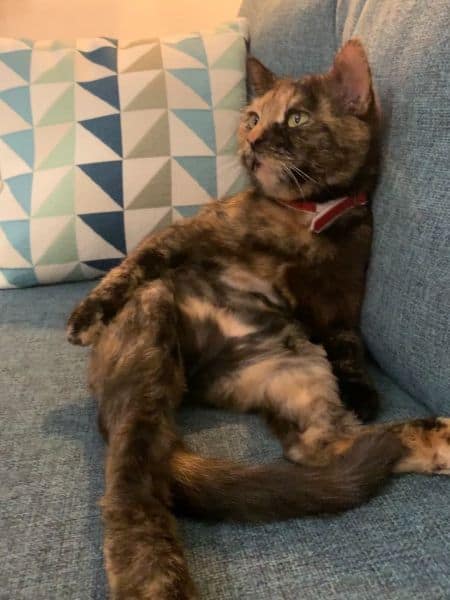 福爾摩莎動物醫院