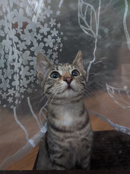 米修寵物人生館