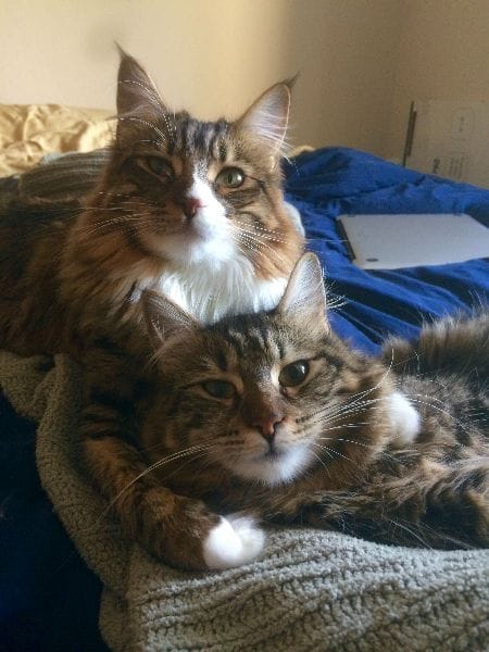 米拎寵物企業社